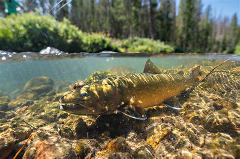 Photo Of The Day Idaho Bull Trout Flylords Mag