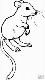 Rat Coloring Kangaroo Pages Coloringbay sketch template