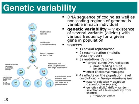 ppt genetic determination of diseases powerpoint presentation free