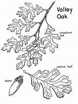 Oak Coloring Tree Valley Leaves Pages Fruit Trees Quercus Lobata Adult Color Print Getcolorings sketch template