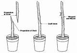 Grafting Plants Budding Scion Plant Tree Trees Propagation Stock Fruit Nursery Graft Whip Splice Crop Tongue Techniques Bench Grow Cuttings sketch template