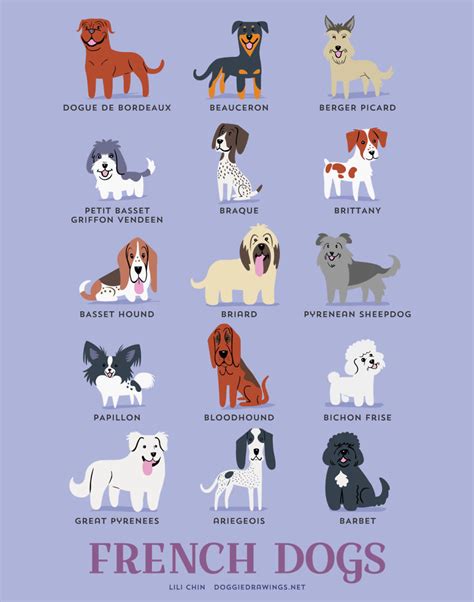 browse  list   dog breeds  find  perfect dog breed