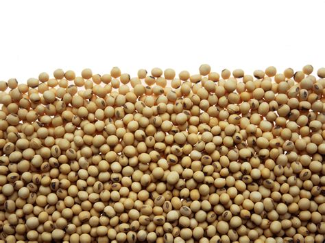 soybeans    food ecofarming daily