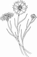 Kornblume Cornflower Colorare Wildflower Bleuet Fiordaliso Ausmalbild Supercoloring Ausmalbilder Fleurs Kostenlos Cornflowers Disegno Coloriages sketch template