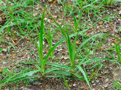 Ask A Master Gardener Controlling Yellow Nutsedge In Lawns