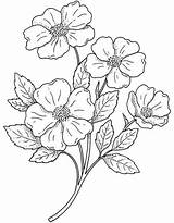 Coloring Flower Getdrawings Wild Pages sketch template
