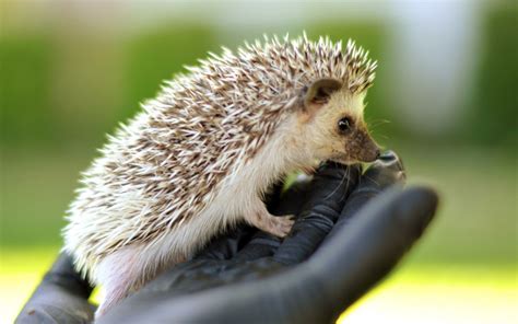 cute baby hedgehog wallpapers     cutest picture