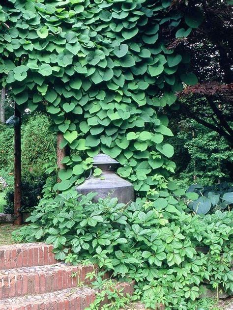 15 beautiful perennial vines that are very low maintenance shade garden best perennials