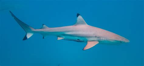 facts  reef shark factsnet
