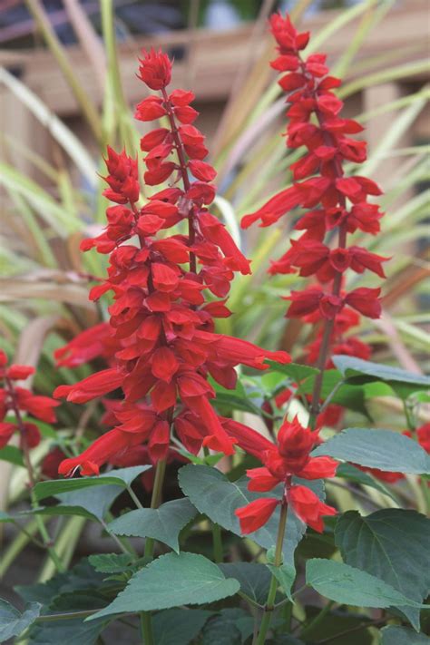 4 New Salvia Varieties For 2014 Greenhouse Grower