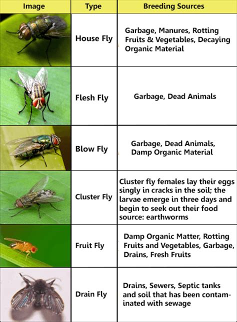 fly pest control specialist malaysia