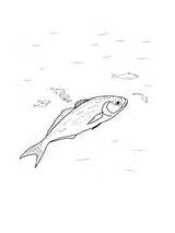 Coloring Bluefish Pages Fish Blue Getdrawings Drawing sketch template