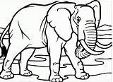 Gajah Mewarnai Sketsa Paud Menggambar Nyata Tampak Hitam Kartun Hewan Binatang Kumpulan Herbivora Lucu Besar Badannya Buku sketch template