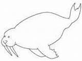 Inuit Coloring Animals Pages Walrus sketch template