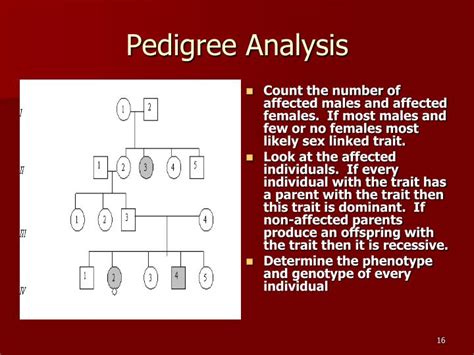 ppt chapter 11 complex inheritance and human heredity powerpoint presentation id 4059947