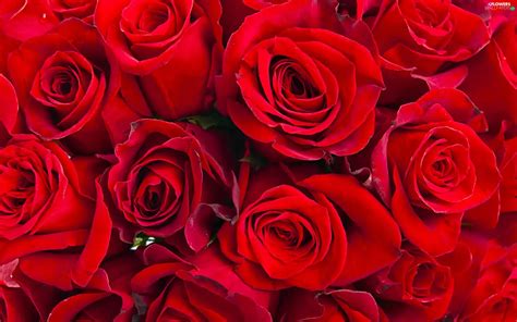 roze flowers red flowers wallpapers