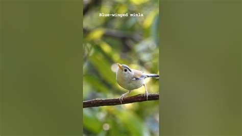 Blue Winged Minlahbt Bird Hide Sattal Uttarakhand Your Best Birds