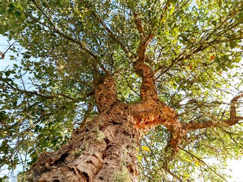 cork oak tree  india middling cyberzine pictures library