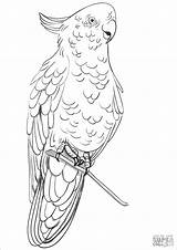 Cockatoo Coloring Pages Rose Breasted Printable Drawing Color Animal Cockatoos Animals Stencil Bird Popular Birds Supercoloring Adult Choose Board Categories sketch template