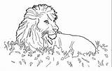 Coloring Pages Savana Lion Adult Savanna Adults Coloringpagesforadult Animals Colouring Depending Obtain Various Card Use Choose Board sketch template