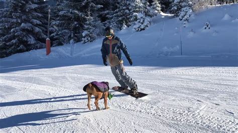 snowboard   dog   ski   dog location