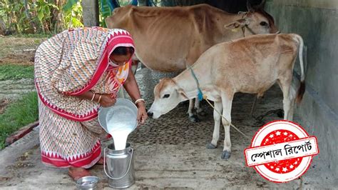 sundarini sundarini naturals selling pure  milk  doorstep  rupees   liter dgtlx