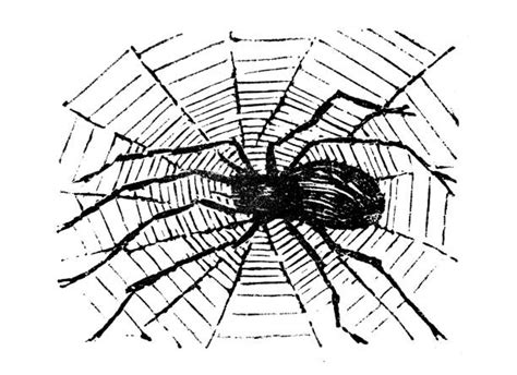 Best Spider Illustration Illustrations Royalty Free Vector Graphics