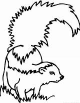 Skunk Coloring Thick Toddler Skunks Coloringpagesfortoddlers sketch template