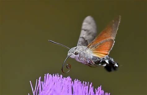 evilusion   humbing bird moth lee duigon