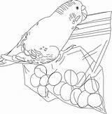Parakeet Sun sketch template