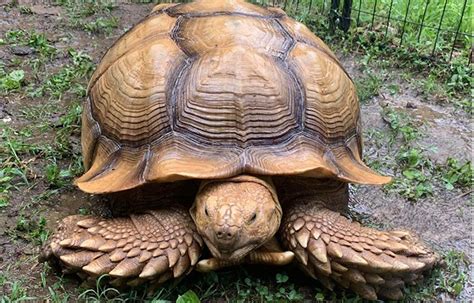 pound pet tortoise solomon   loose  cheatham county clarksvillenowcom