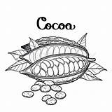 Cocoa Coloring Bean Pages Template Sketch sketch template