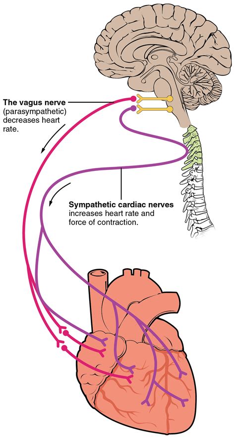 cardiac physiology · anatomy and physiology