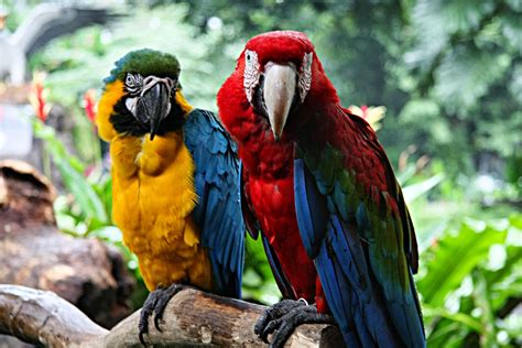 macaw  animals biography