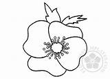 Poppy Flower Coloring Poppies Pdf Templates Flowers sketch template