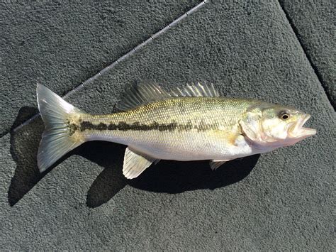 Species 72 — Spotted Bass Caughtovgard
