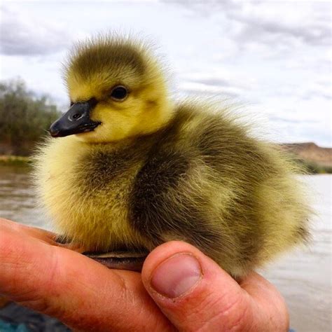 baby goose waits   friend      daily excursion