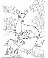 Coloring Deer Pages Wild Doe Animal Fawn Kids Honkingdonkey Activity Printable Baby Color Sheet Animals Print Family sketch template