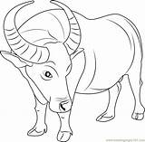 Buffalo Coloring Pages Drawing Color Draw Coloringpages101 Getdrawings Printable sketch template
