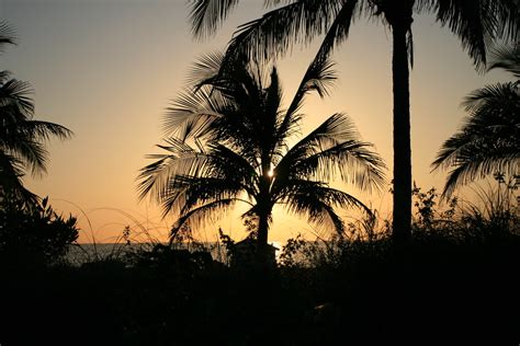 palm tree sillowett canon xti canon  mm    flickr