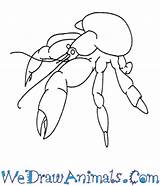 Crab Coconut Draw Drawing Crabs Coloring Cartoon Lessons Easy Designlooter Drawings 83kb 350px Tutorials Tutorial Kids Learn Print sketch template