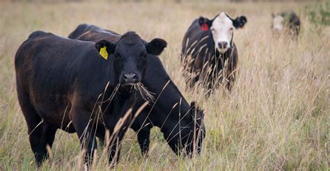 prussic acid toxicity explained   drought ramps  risk oklahoma state university