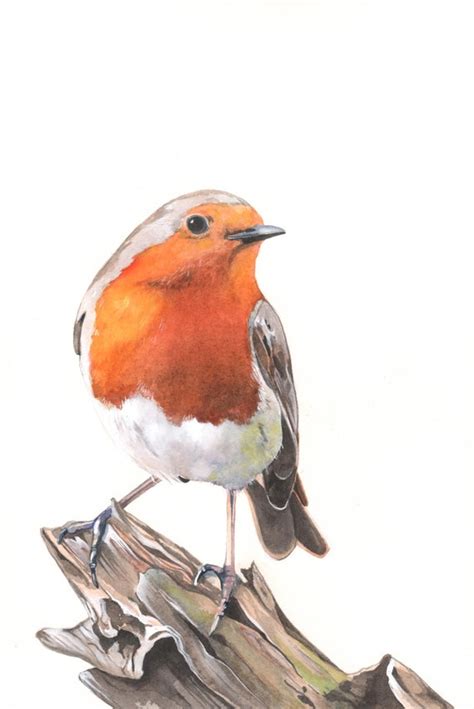 Robin Watercolor Painting 2014 Bird Print Of Watercolor