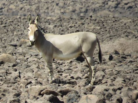 equus africanus cms