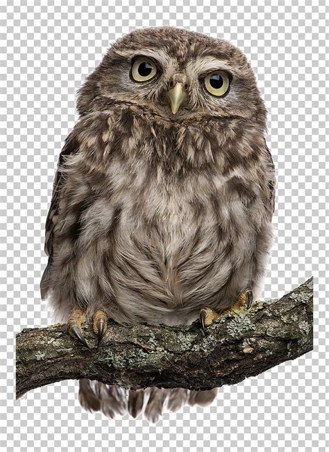 snowy owl bird stock photography northern white faced owl png clipart