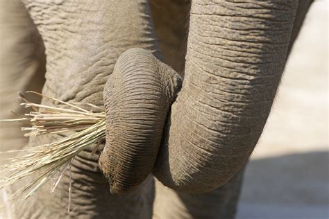 yun  stock    asian elephants nose clean japan chiba prefecture