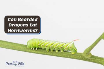 bearded dragons eat hornworms   safe guide