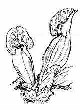 Sarracenia Purpurea Pitcher Newfs sketch template