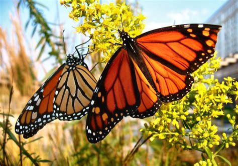 beauty butterfly monarch butterfly migration