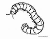 Centipede Crawling sketch template
